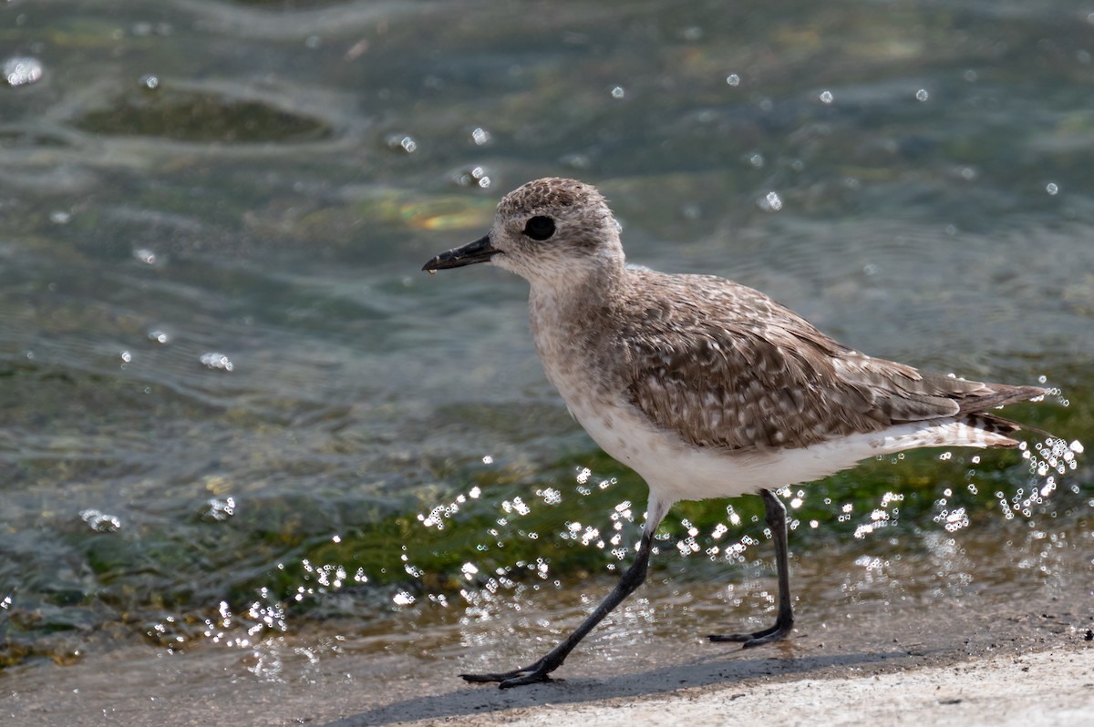 Black-bellied Plover - Isaac Boardman