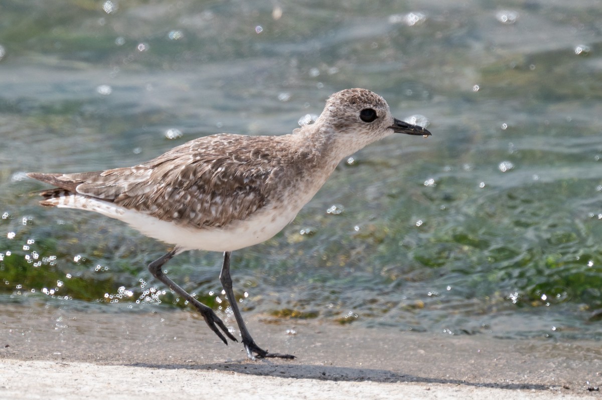 Black-bellied Plover - Isaac Boardman