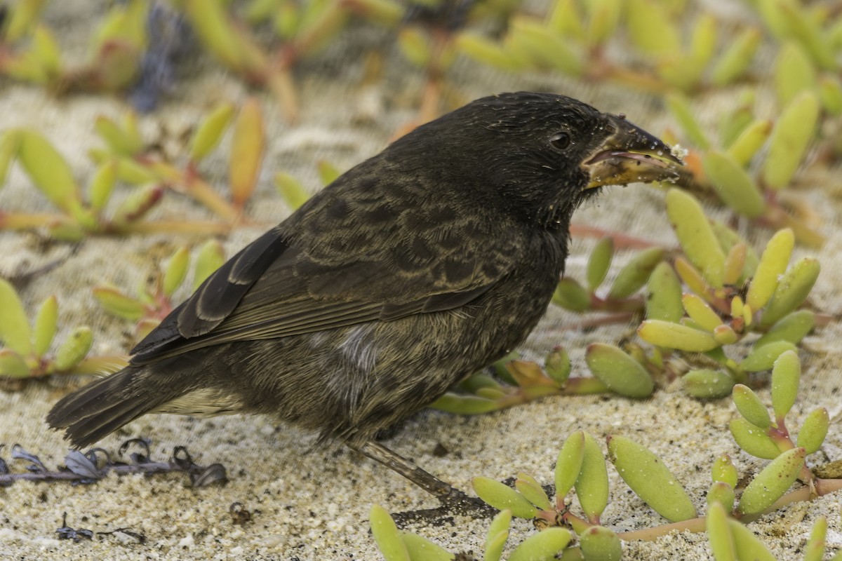 Genovesa Cactus-Finch - ML619555812