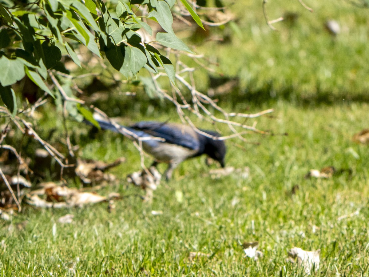 California Scrub-Jay - Carol Collins