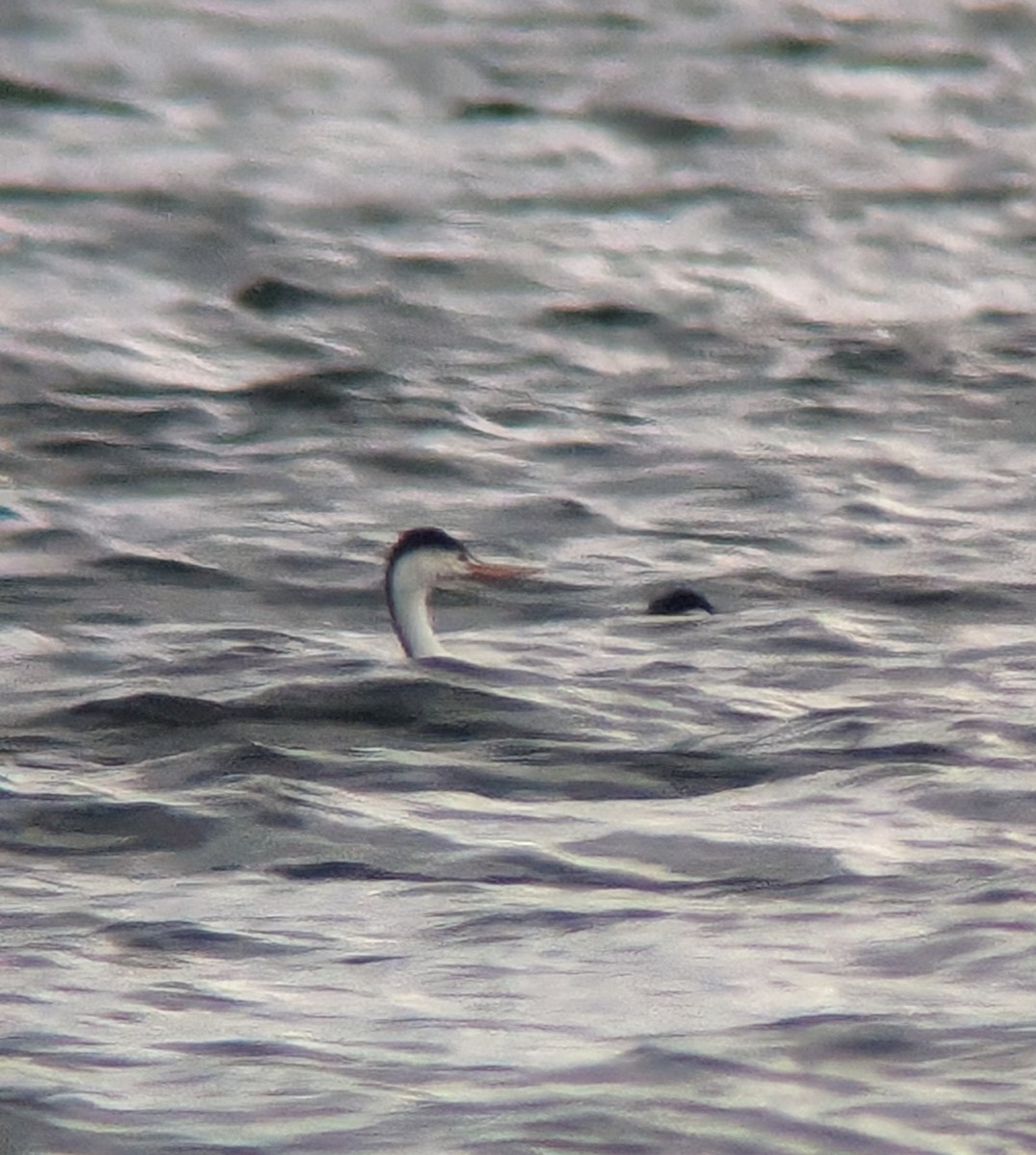 Clark's Grebe - ML619555824