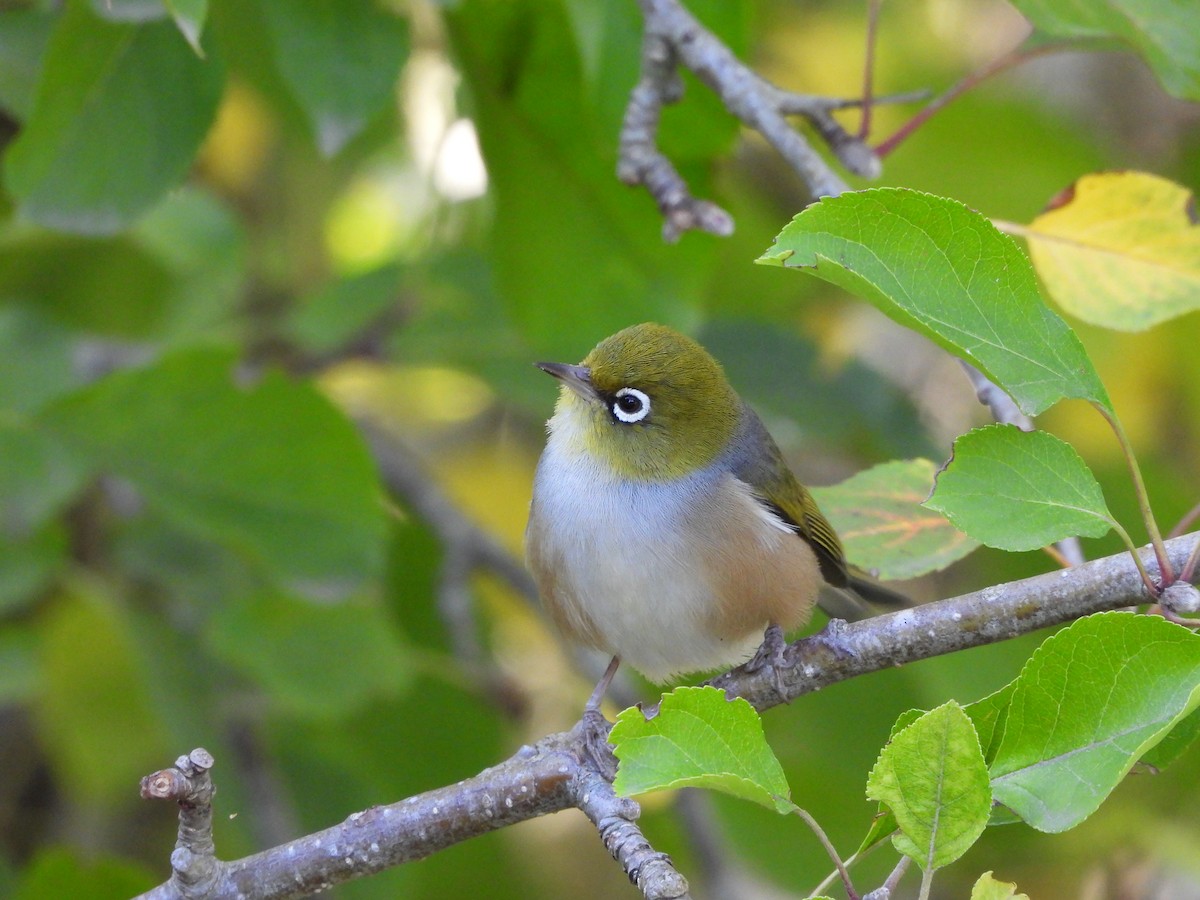 Silvereye - Rodney van den Brink