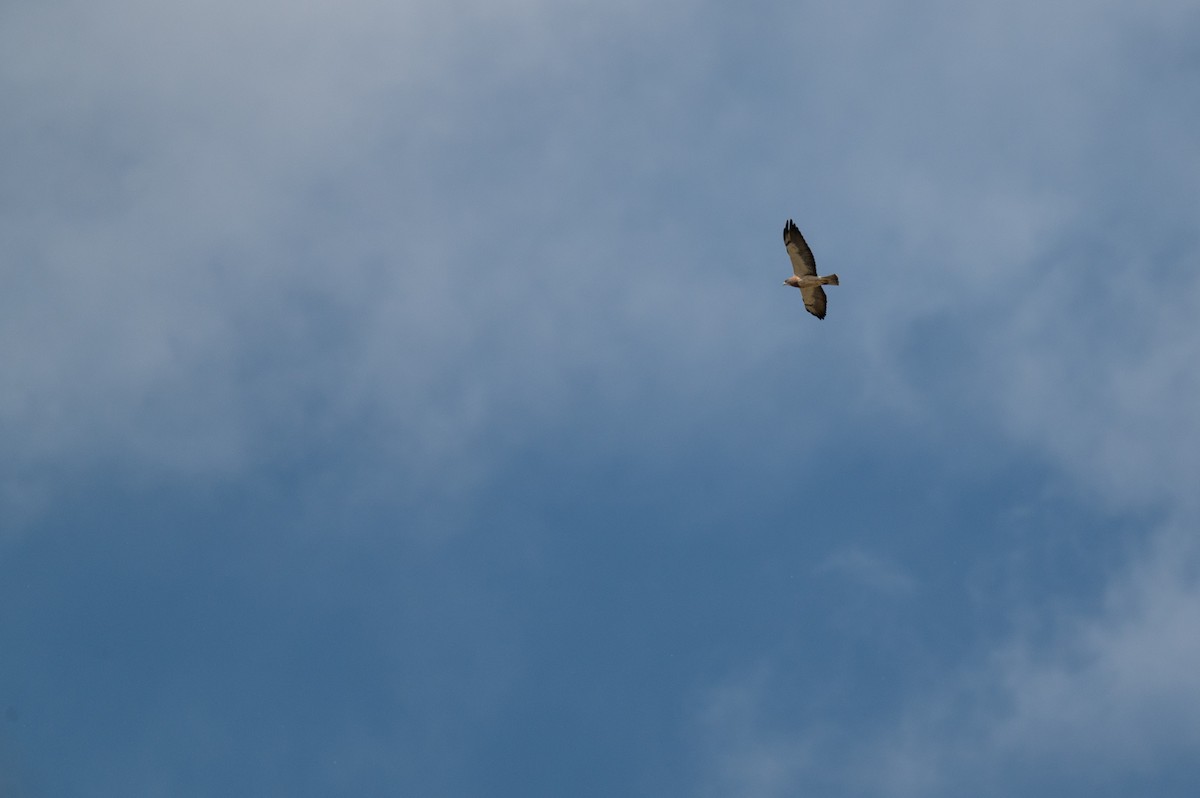 Swainson's Hawk - Isaac Boardman