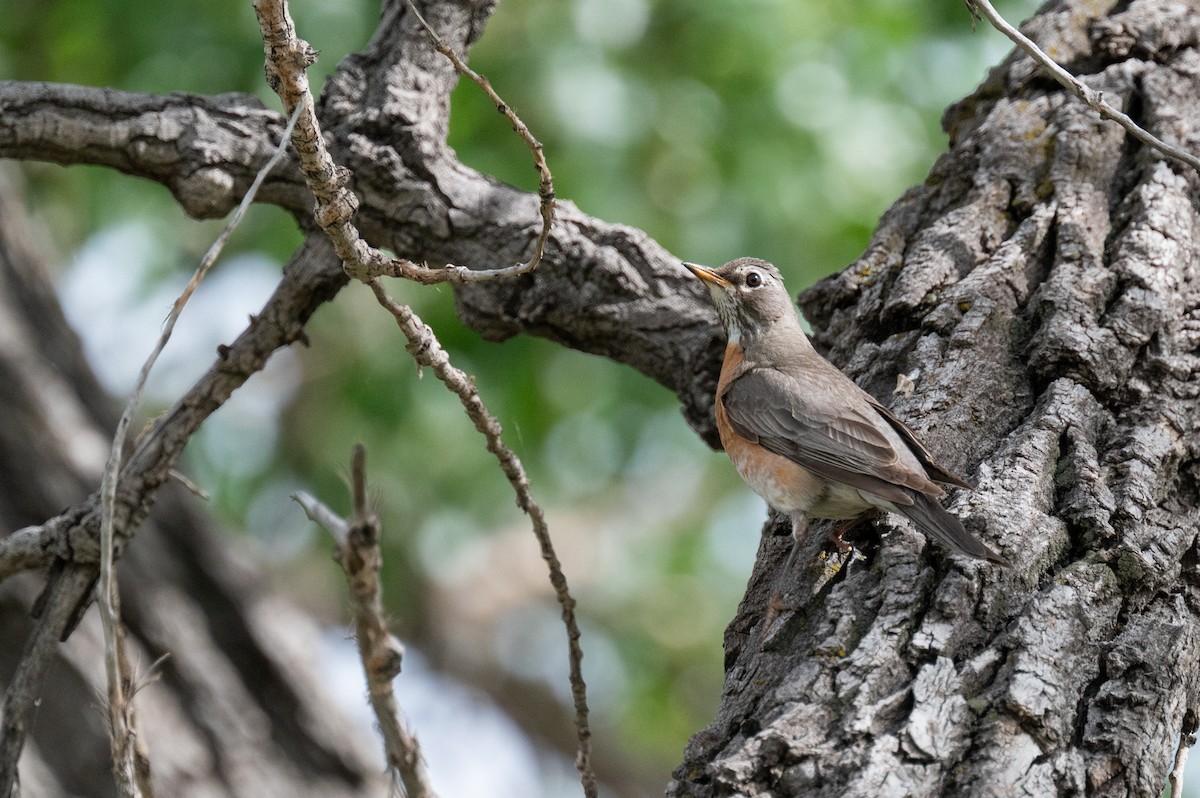 American Robin - Isaac Boardman