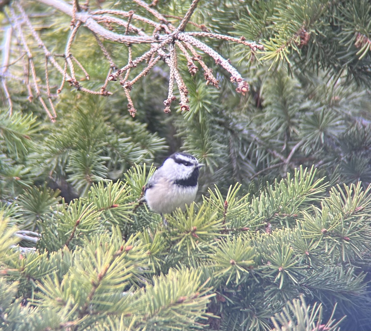 Mountain Chickadee - Darcy Mitchem