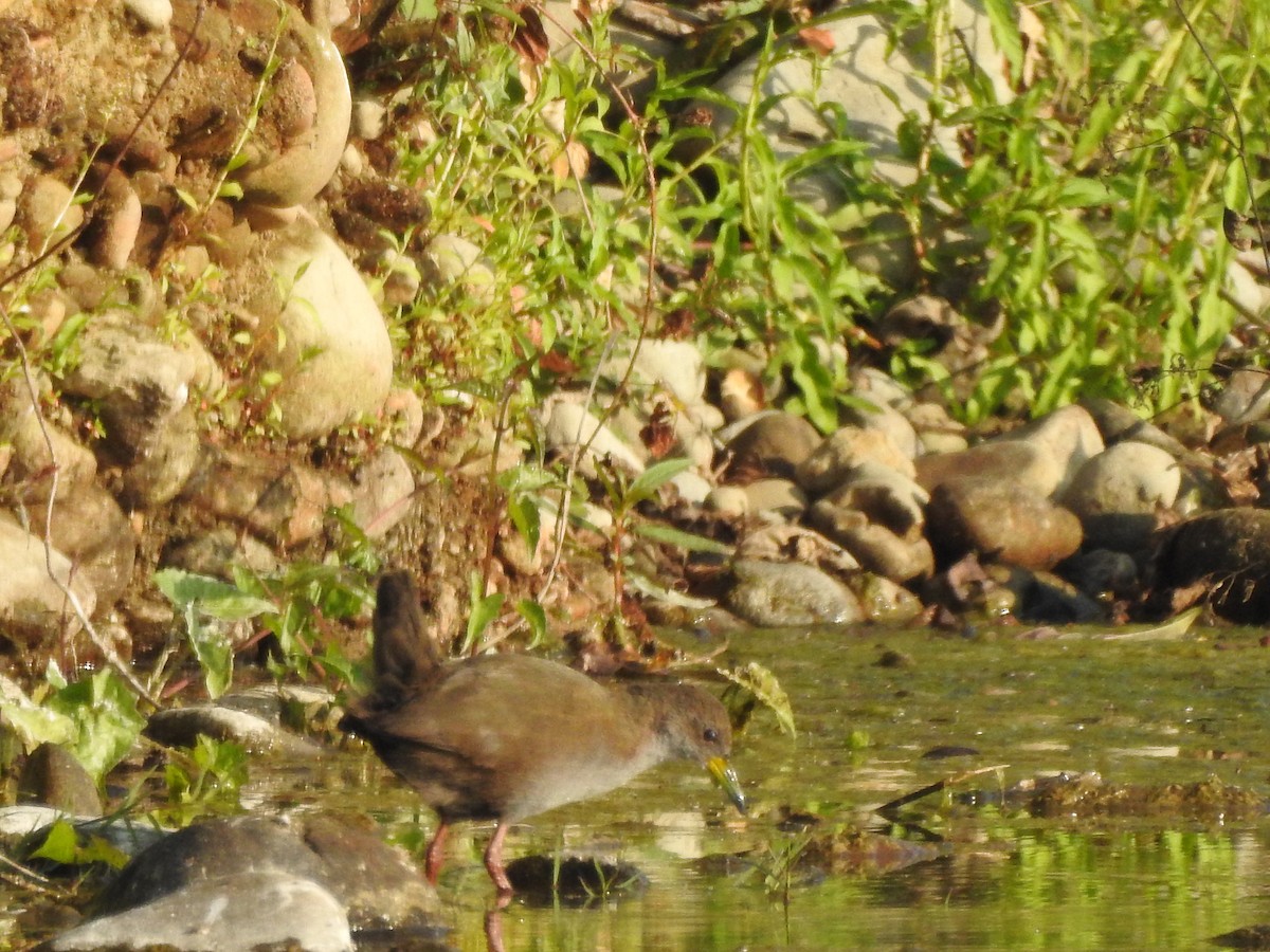 Brown Crake - Selvaganesh K