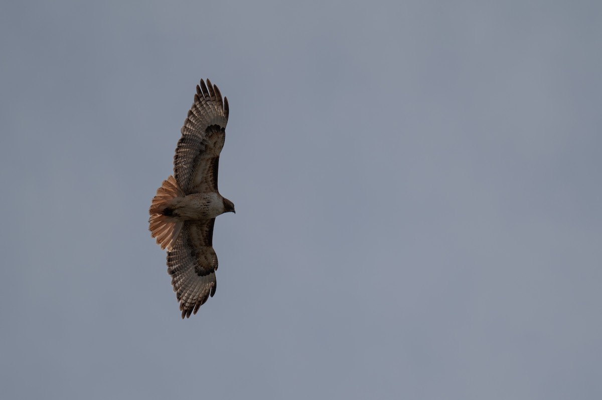 Red-tailed Hawk - Isaac Boardman