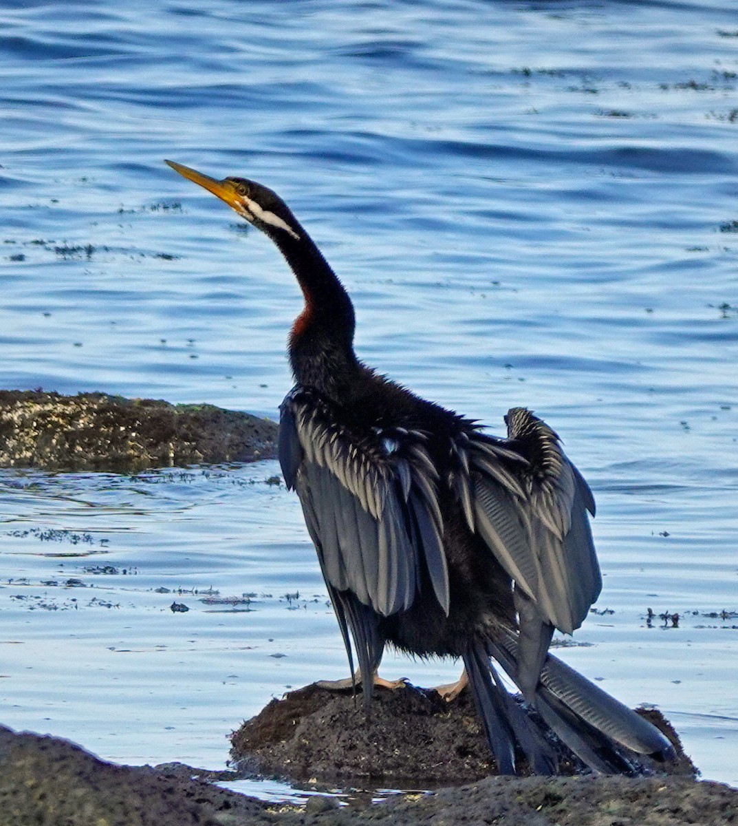 Australasian Darter - Russell Scott