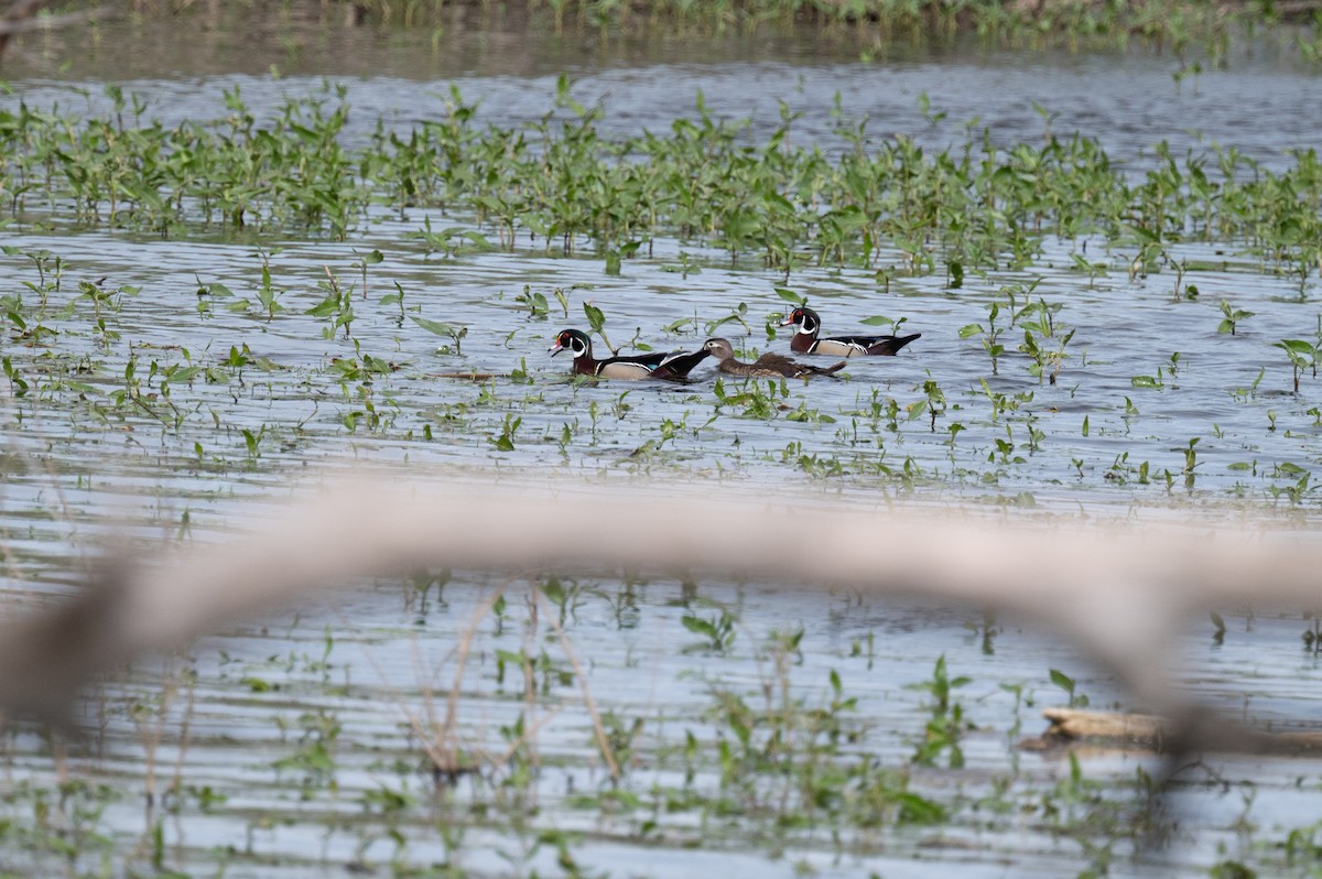 Wood Duck - Isaac Boardman