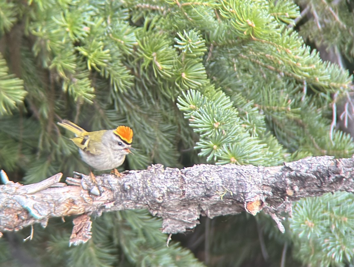 Golden-crowned Kinglet - Darcy Mitchem