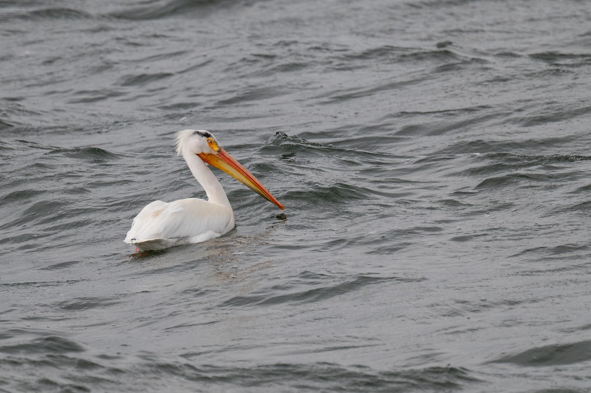 American White Pelican - Isaac Boardman