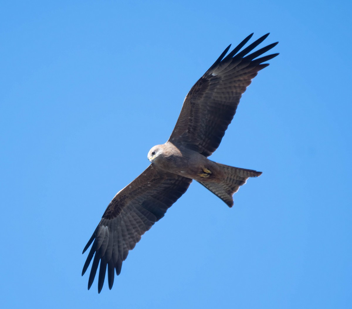 Black Kite - Gordon Arthur