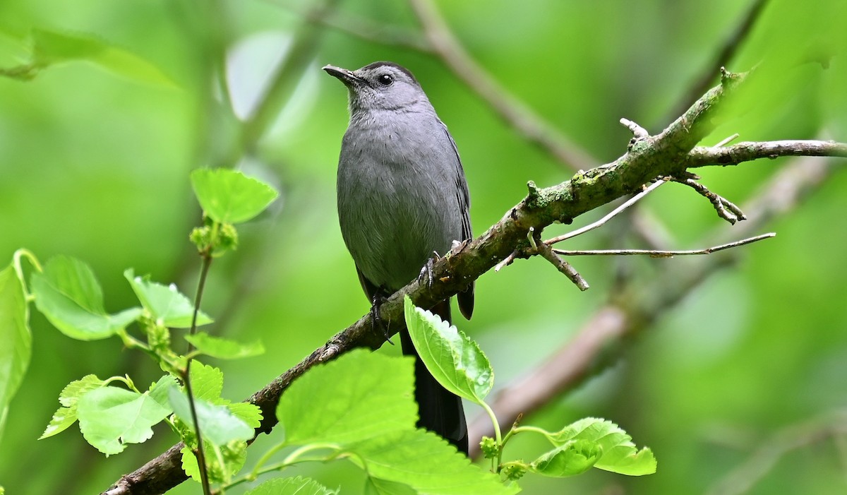 Gray Catbird - Tim Saylor