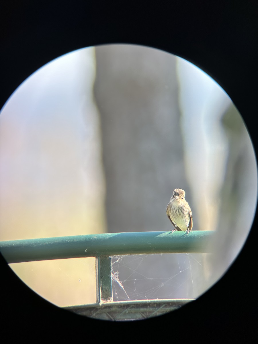 Spotted Flycatcher - Tiina Üürike