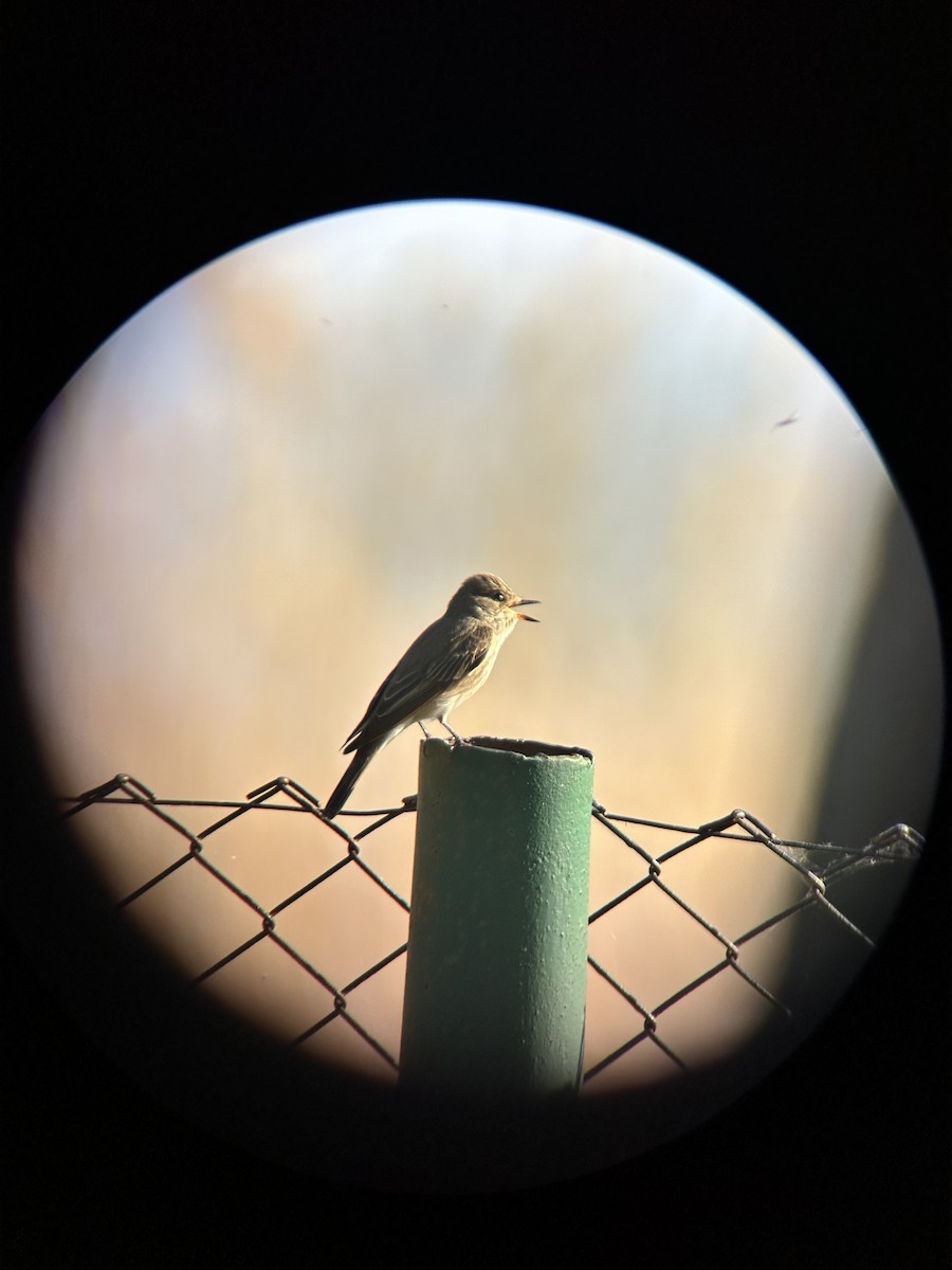 Spotted Flycatcher - Tiina Üürike