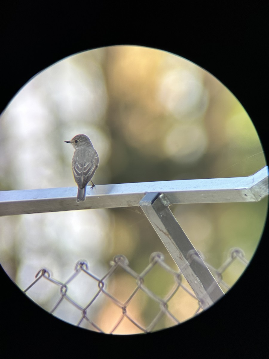 Spotted Flycatcher - Tiina Üürike