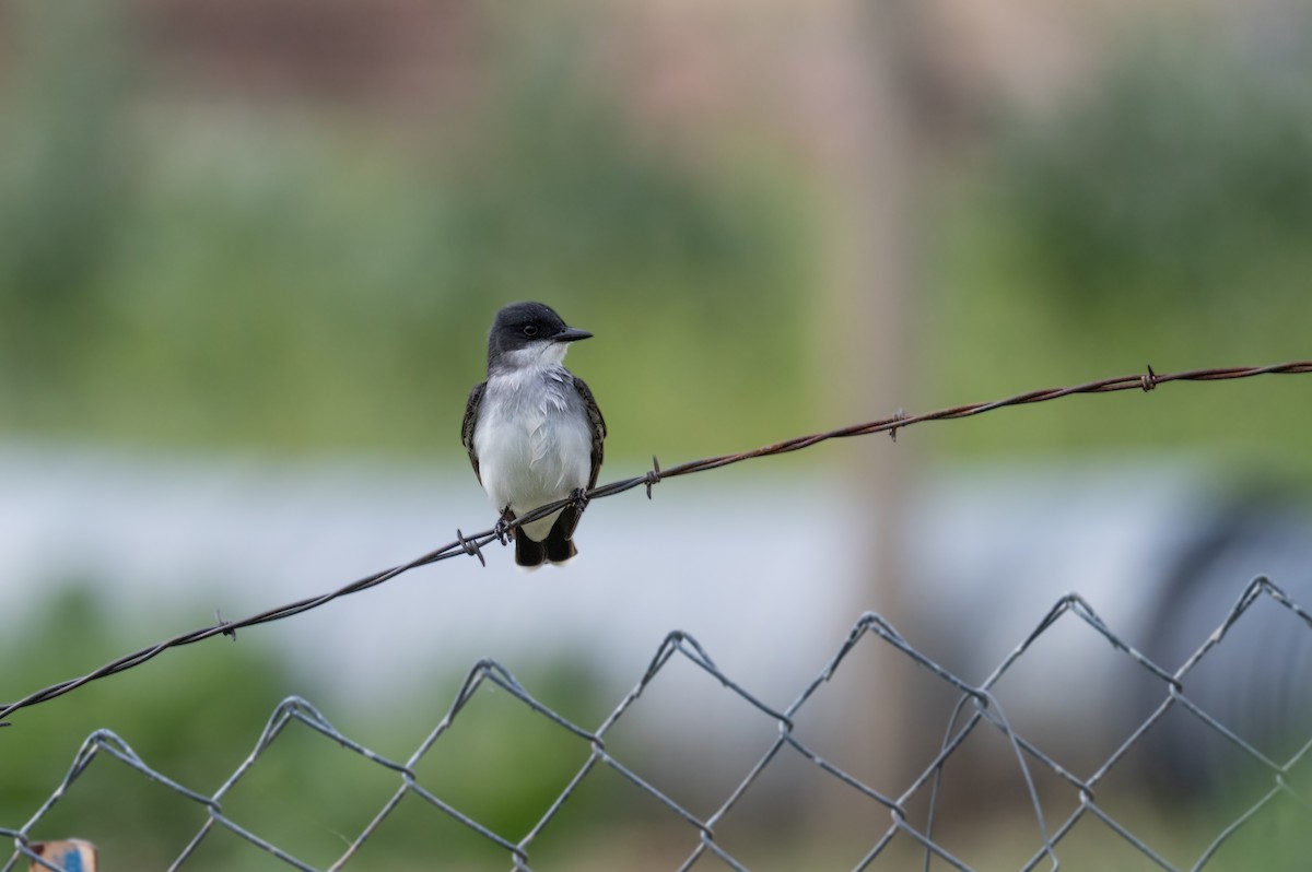 Eastern Kingbird - Isaac Boardman