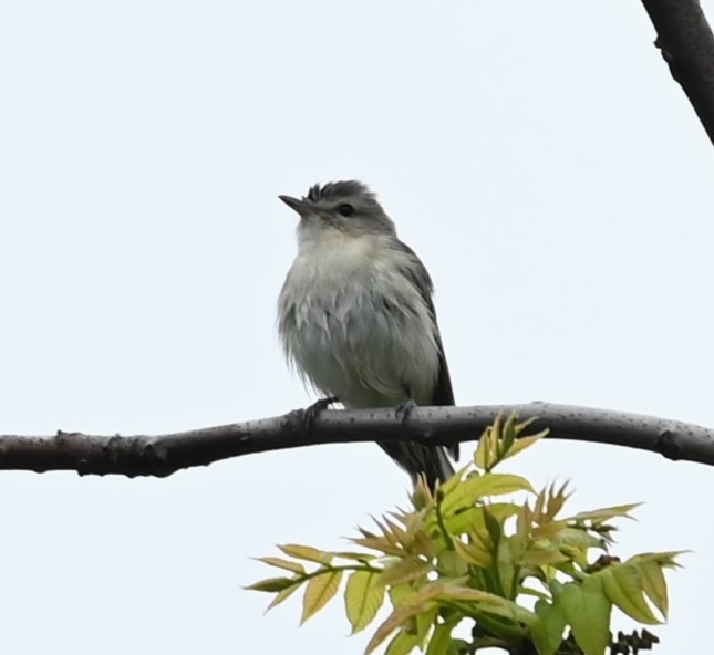 Warbling Vireo - Nicolle and H-Boon Lee