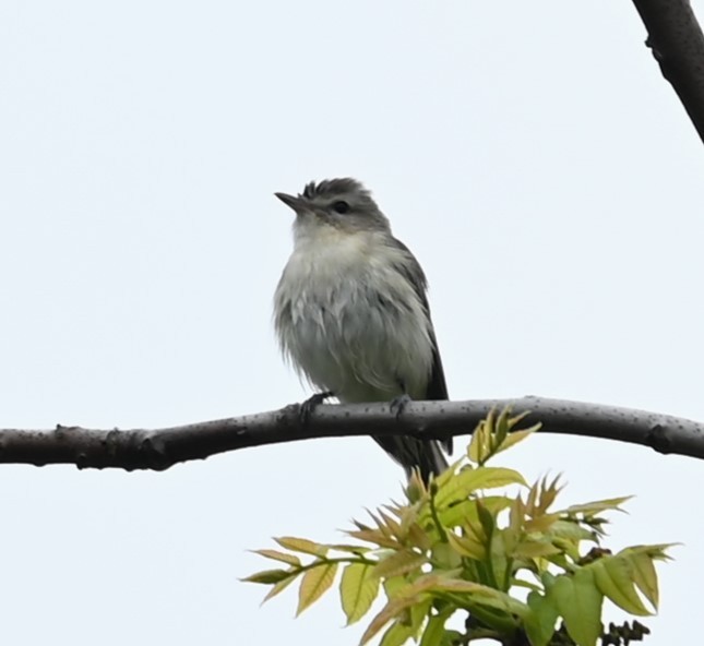 Warbling Vireo - ML619555860