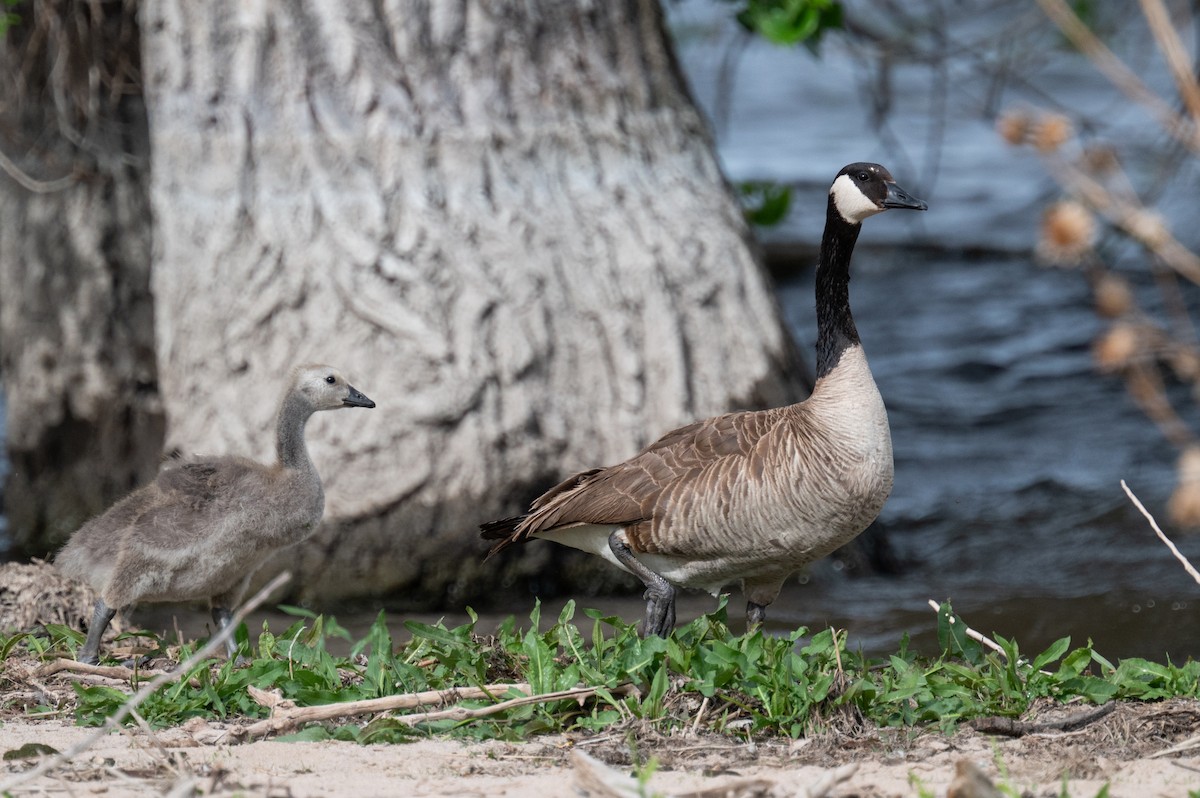 Canada Goose - Isaac Boardman