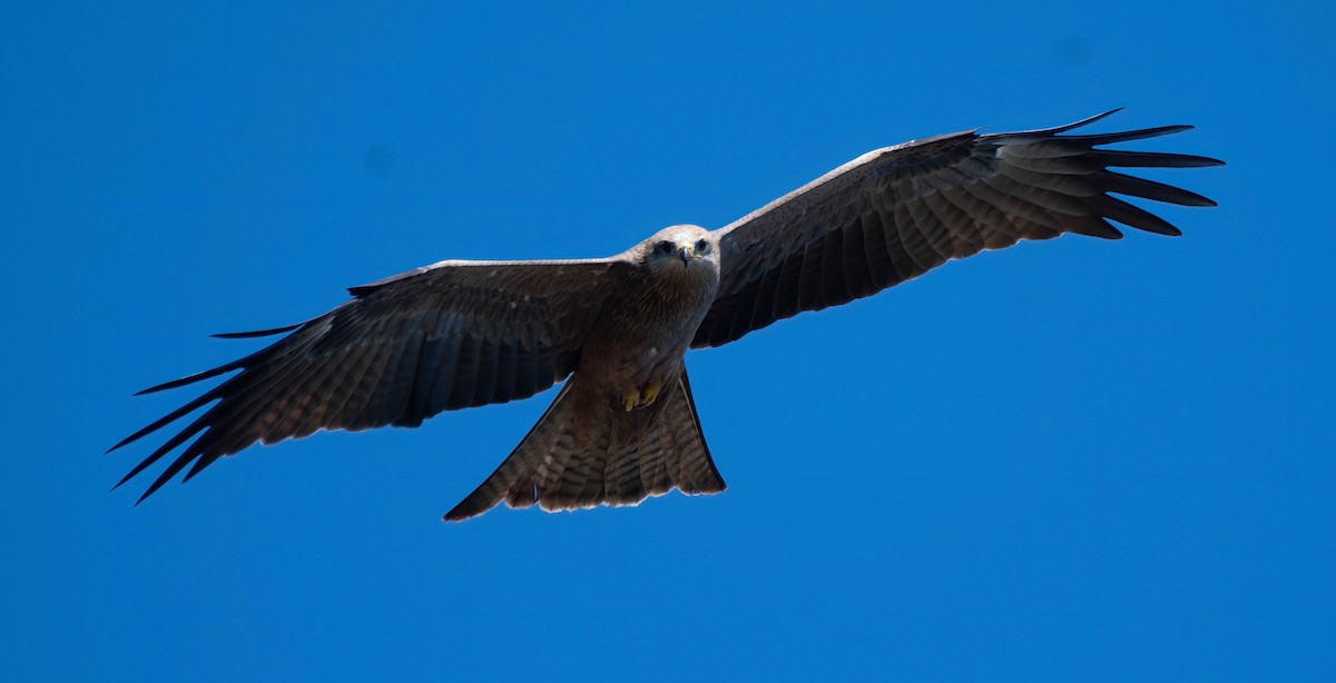 Black Kite - Gordon Arthur