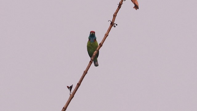 Blauwangen-Bartvogel - ML619555865