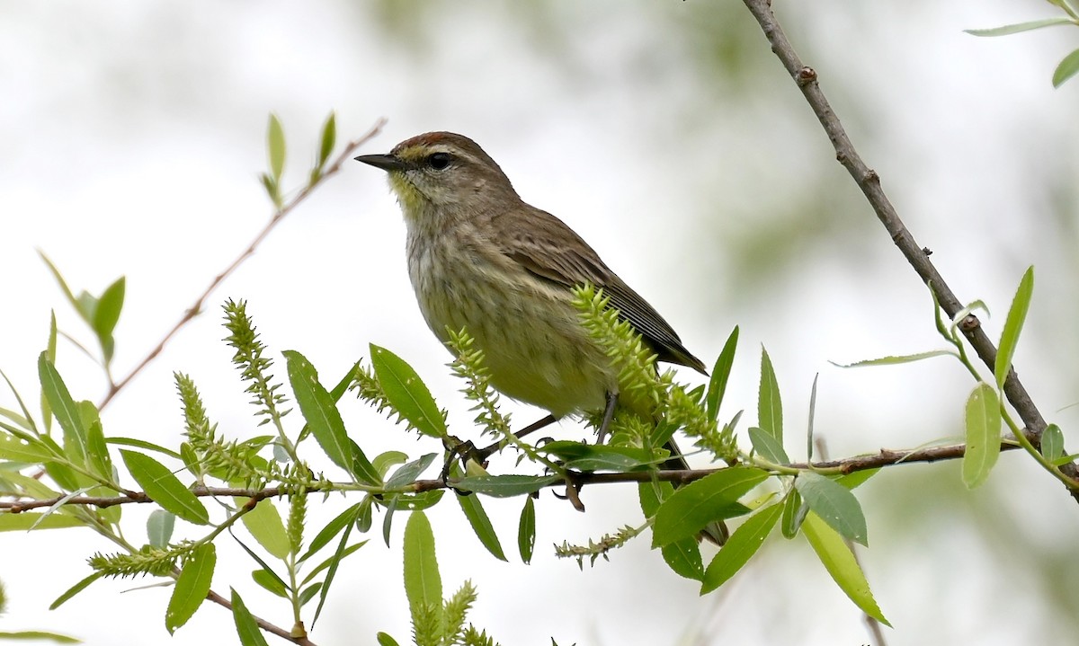 Palm Warbler - Tim Saylor