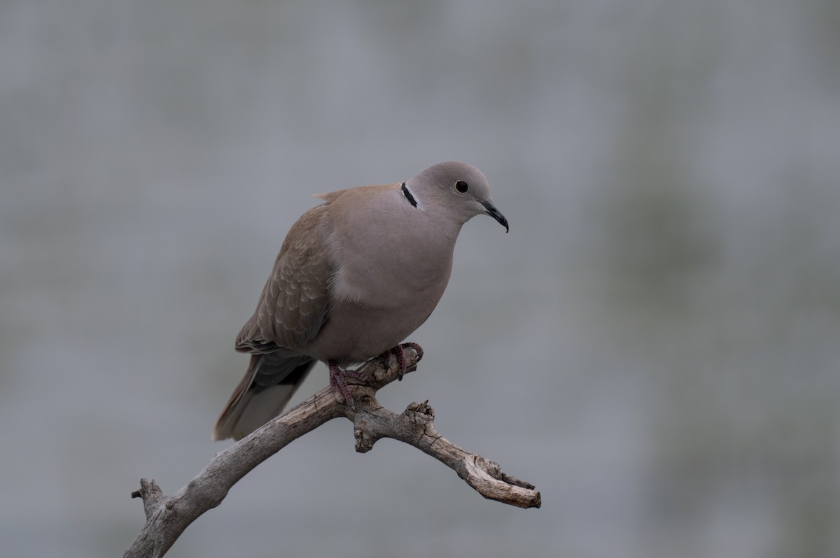 Eurasian Collared-Dove - Isaac Boardman