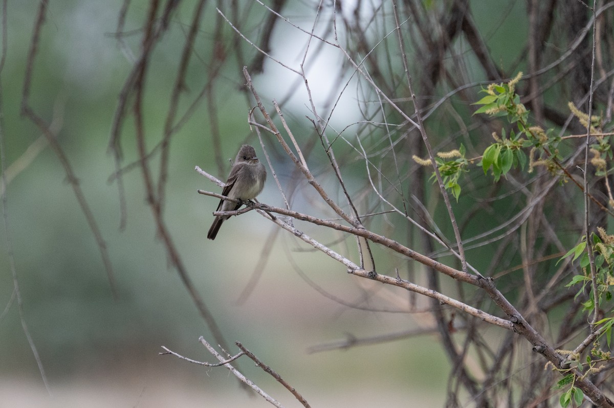 Western Wood-Pewee - Isaac Boardman