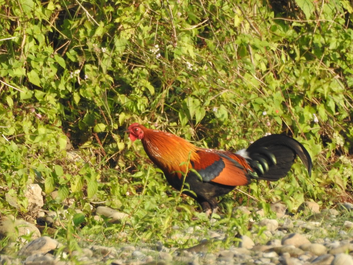 Red Junglefowl - Selvaganesh K