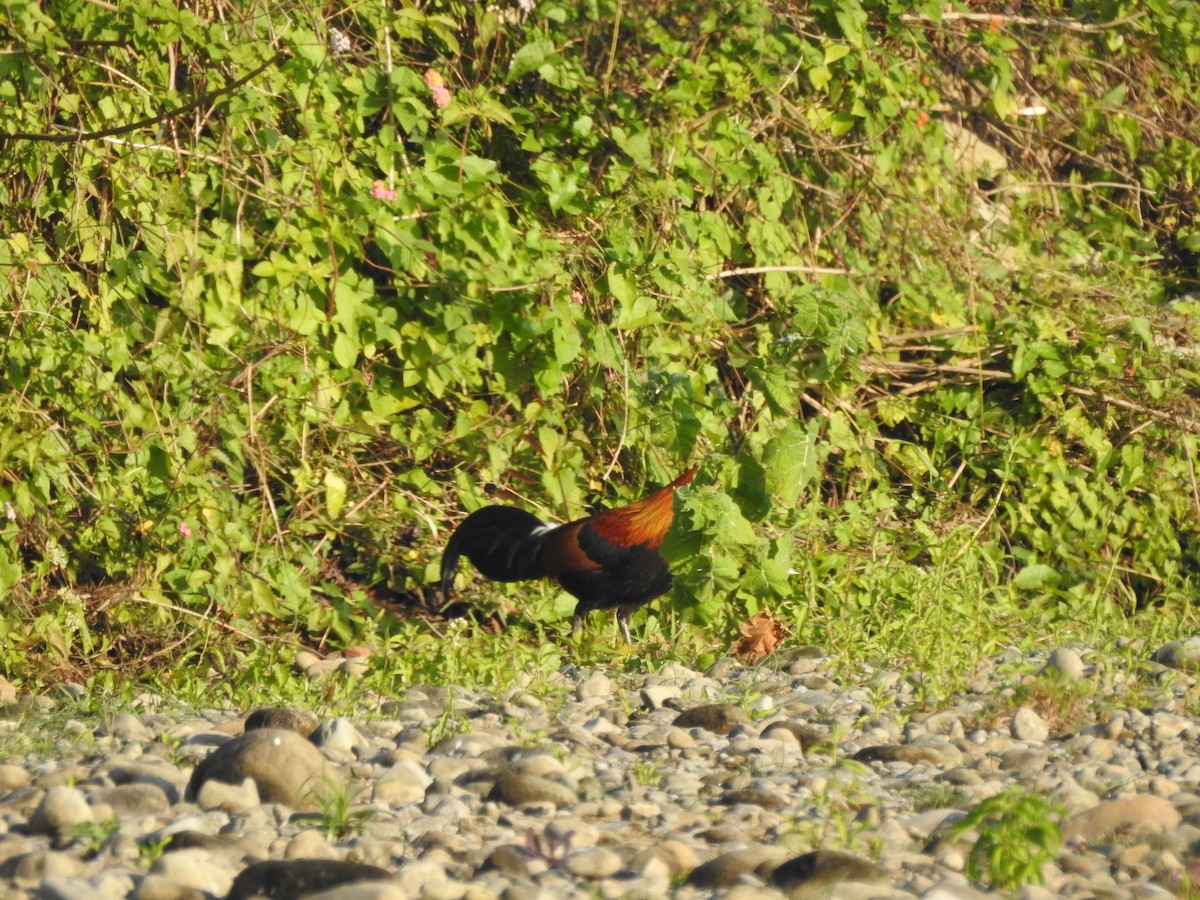 Red Junglefowl - Selvaganesh K