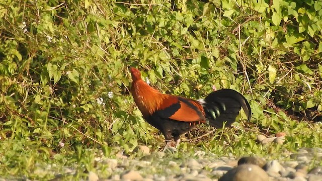 Red Junglefowl - ML619555873