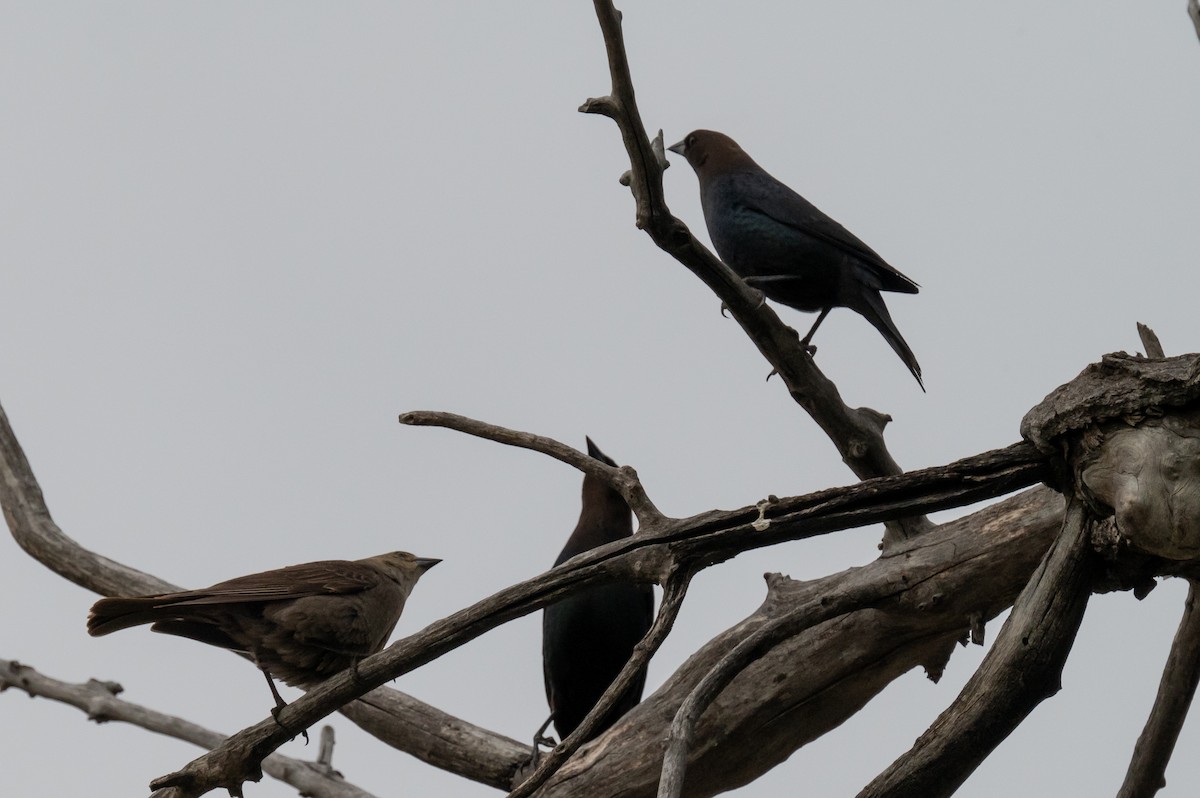 Brown-headed Cowbird - Isaac Boardman