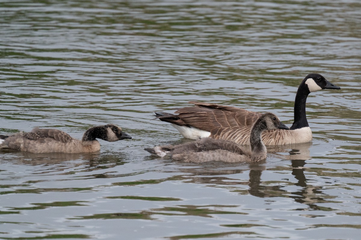 Canada Goose - Isaac Boardman