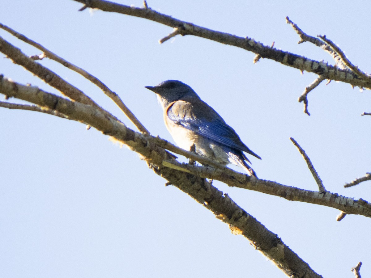 Western Bluebird - Carol Collins