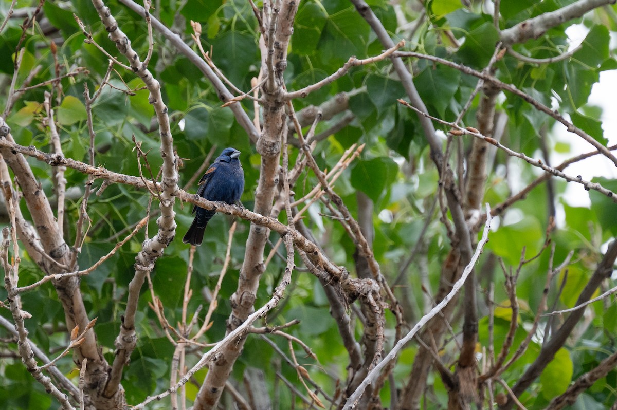 Blue Grosbeak - Isaac Boardman