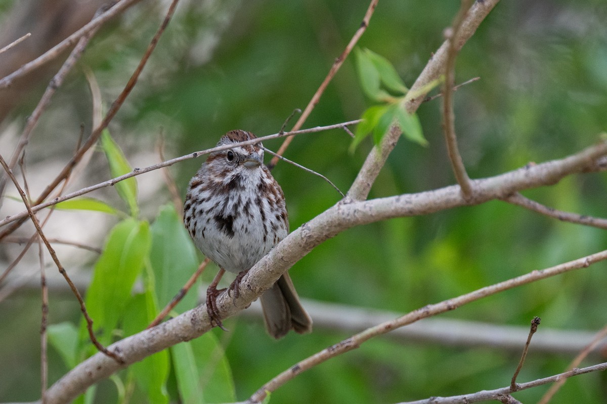 Song Sparrow - Isaac Boardman