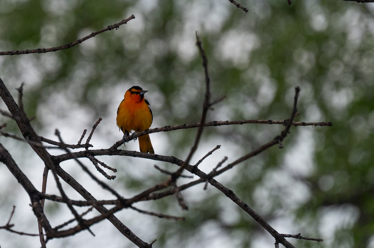 Bullock's Oriole - Isaac Boardman