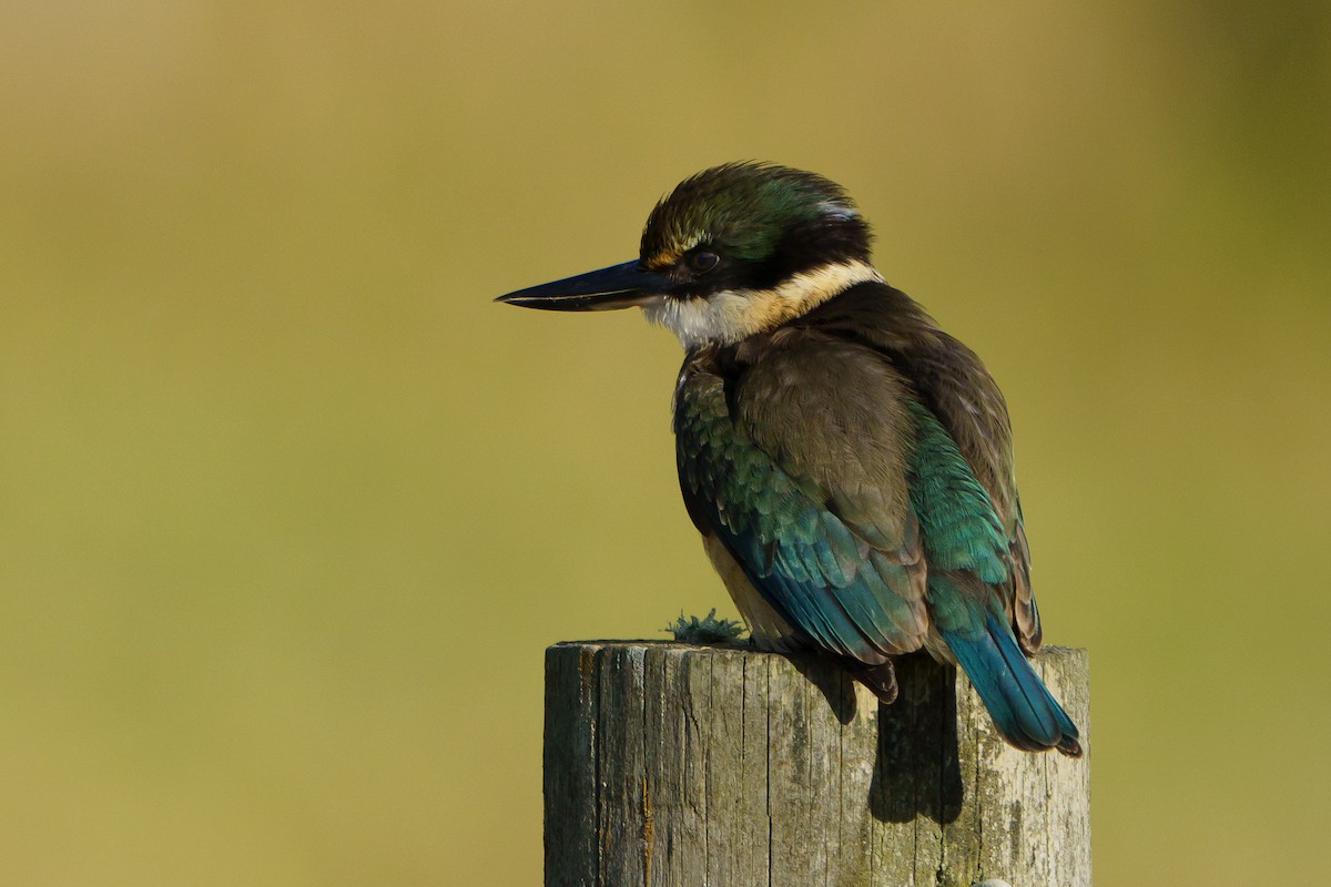 Sacred Kingfisher - Fraser Barrons