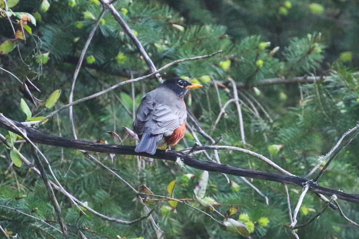 American Robin - John F. Gatchet