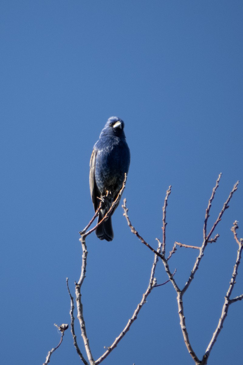 passerine sp. - Kathy Snyder