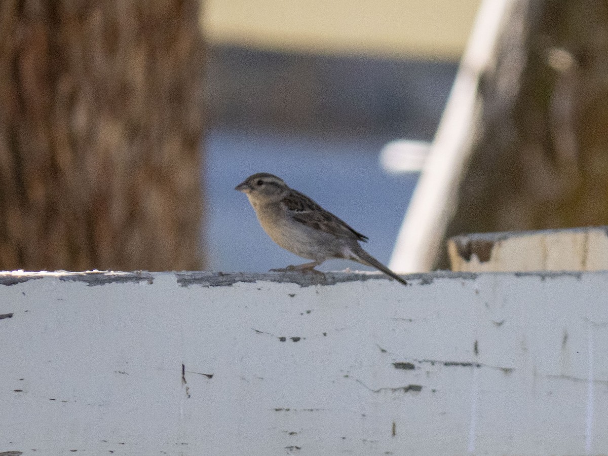 House Sparrow - Carol Collins