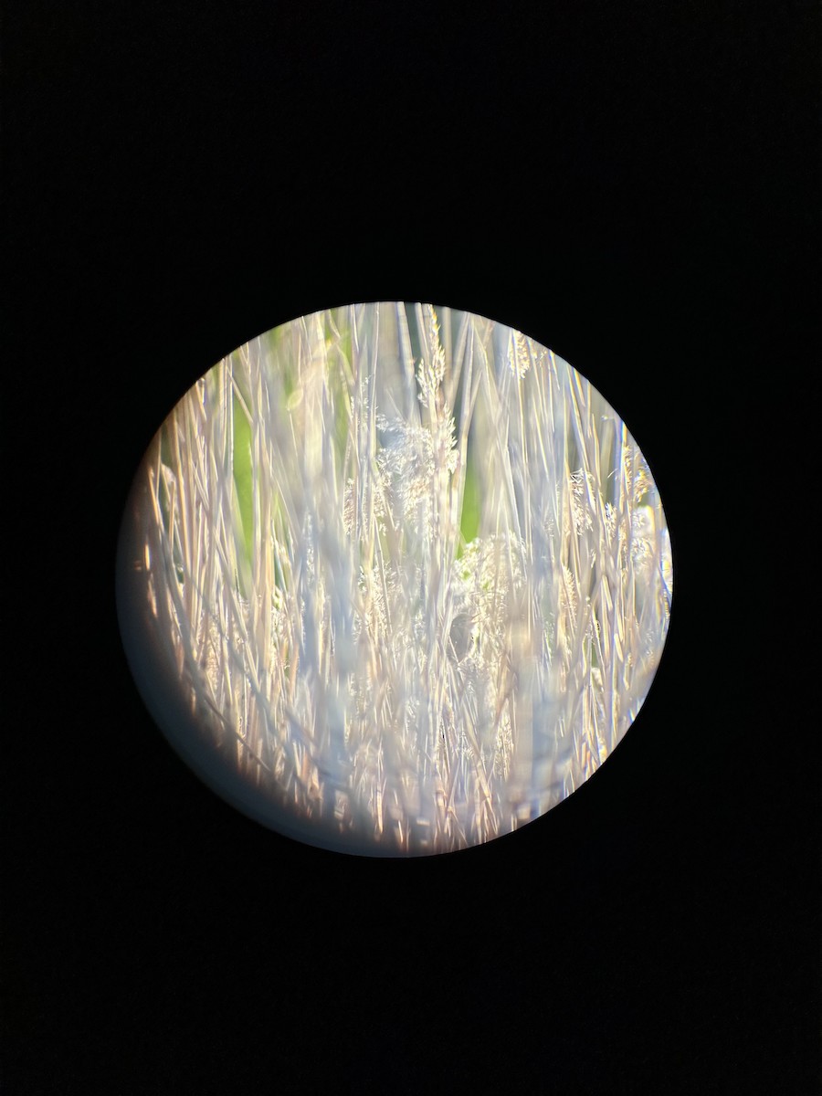 Common Reed Warbler - Tiina Üürike