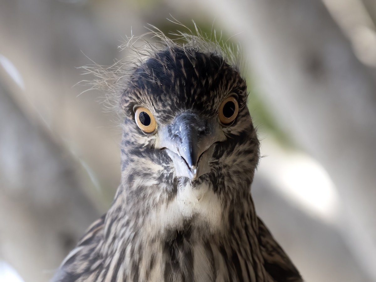 Black-crowned Night Heron - Robert Hamilton