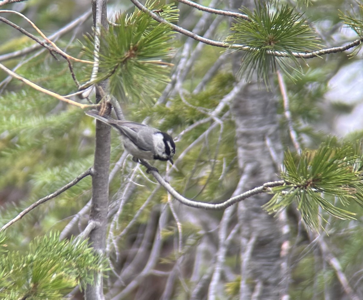 Mountain Chickadee - Darcy Mitchem