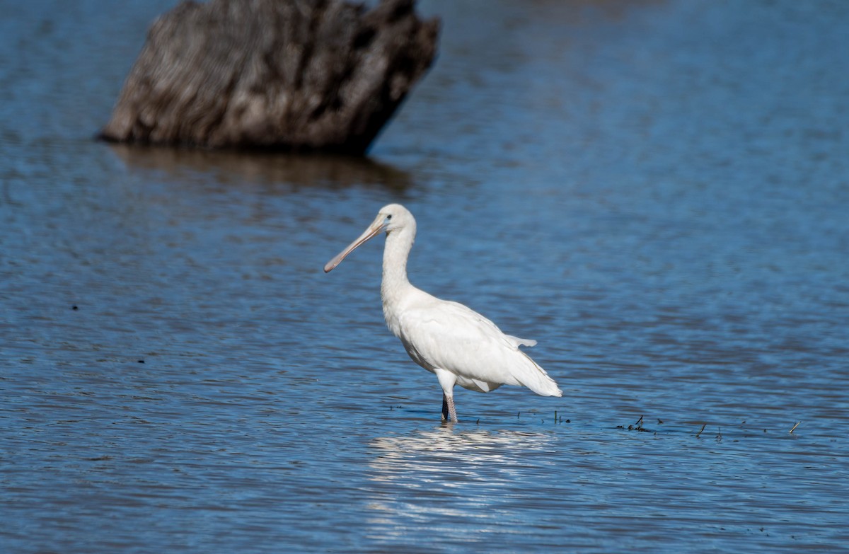 Yellow-billed Spoonbill - ML619555906