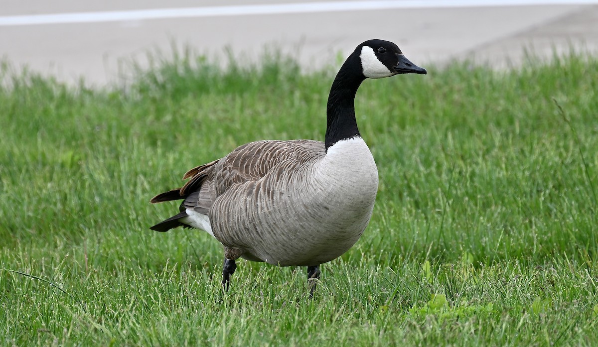 Canada Goose - Tim Saylor