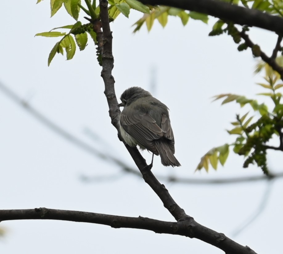 Warbling Vireo - Nicolle and H-Boon Lee