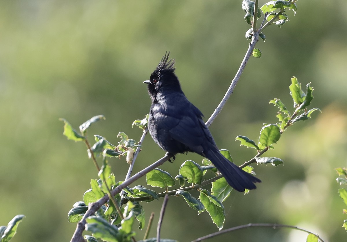 Phainopepla - Anonymous