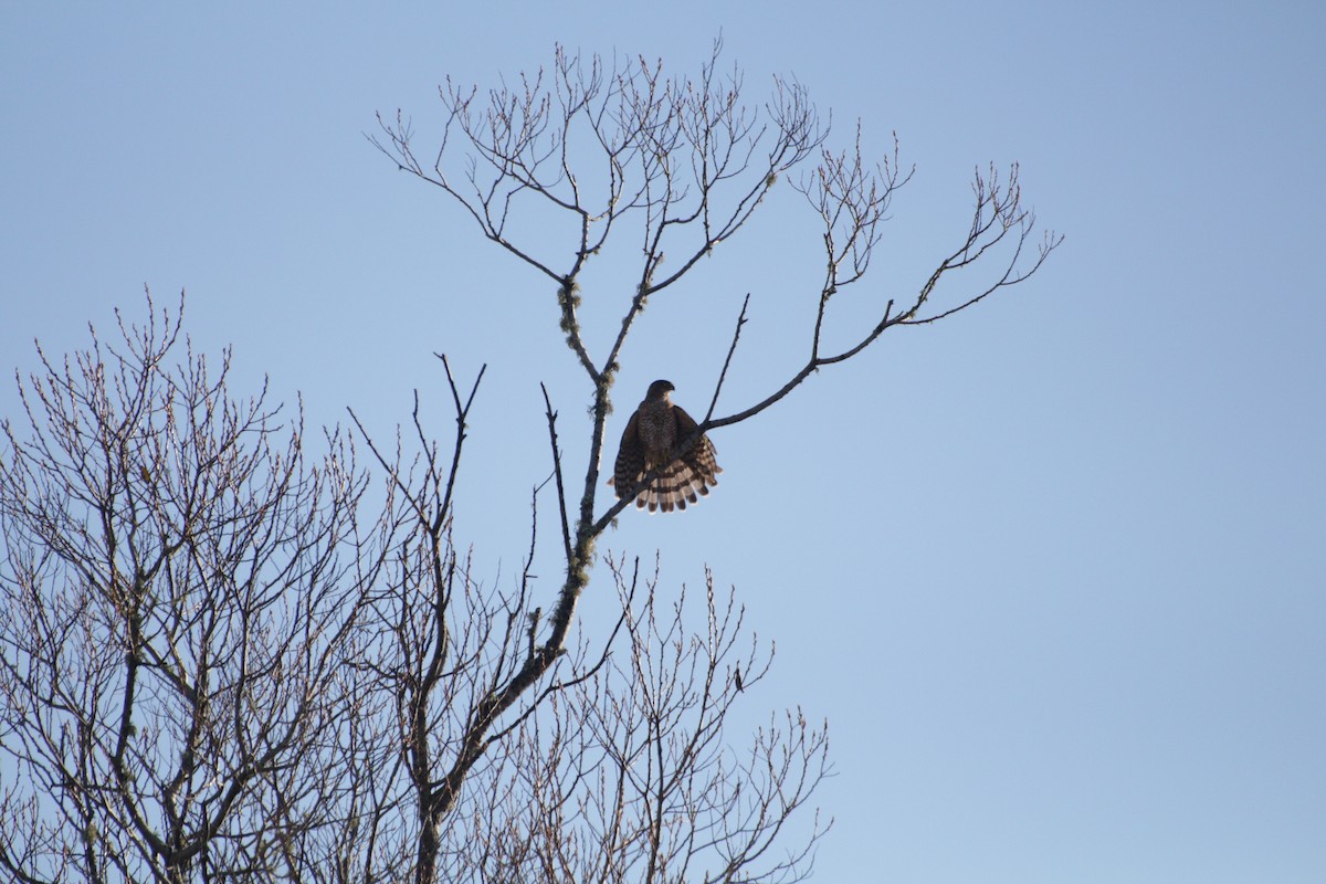 Cooper's Hawk - Joachim Gonzalez